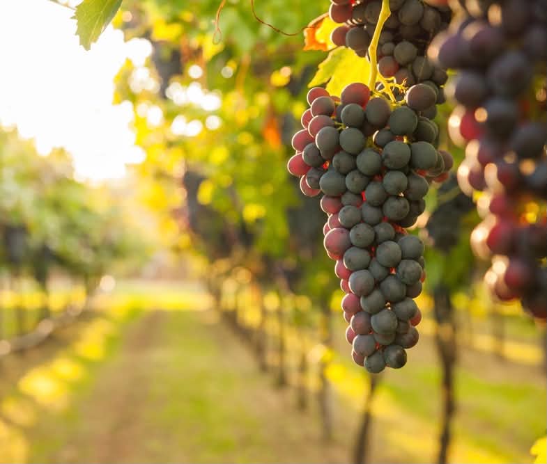 Grapes at the vineyard